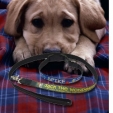 Collars & Leashes
